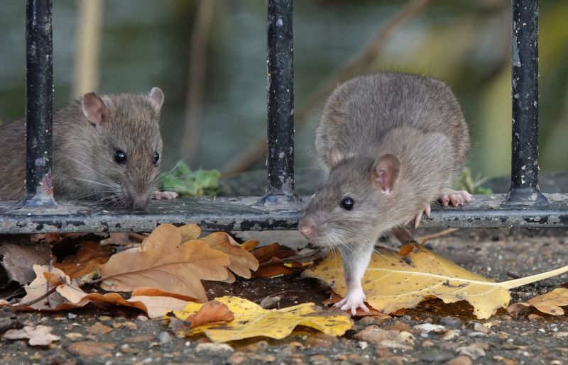 Rat Fumigation Service in Toledo, OH