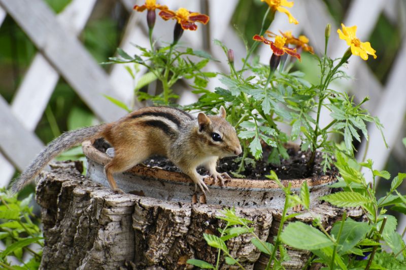 Chipmunk Removal