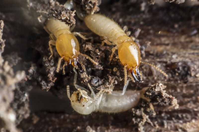 Commercial Termite Removal