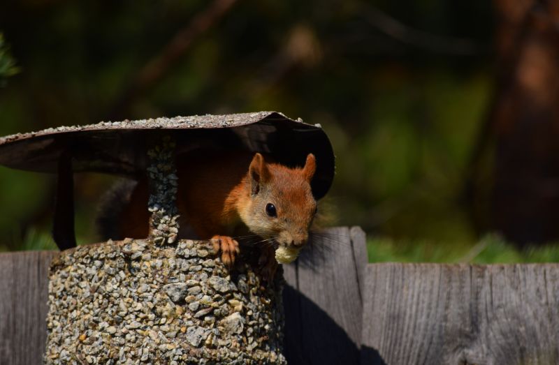 Cost of Chipmunk Removal — Cost of Chipmunk Removal