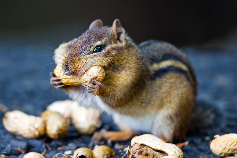 Cost of Chipmunk Removal — Cost of Chipmunk Removal
