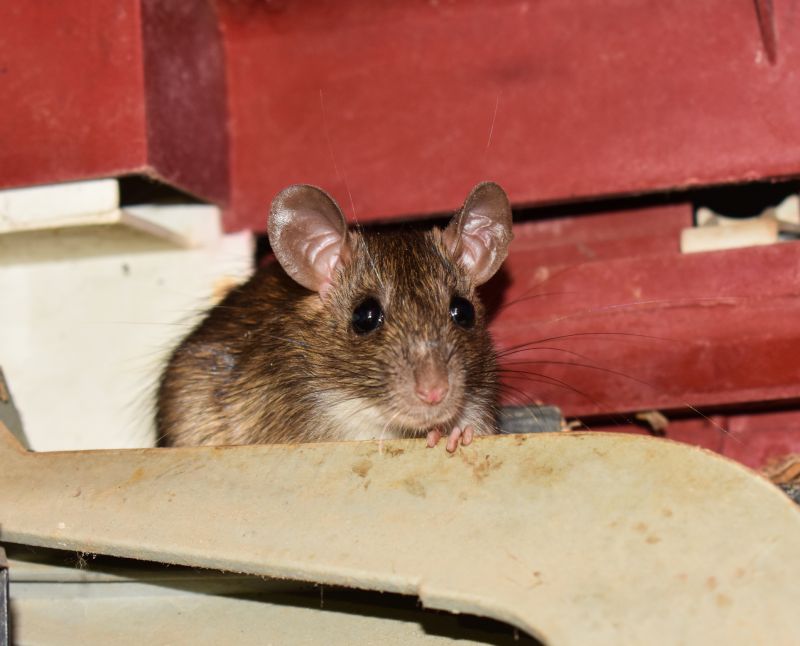 Health Risks Associated With Mice And Rodents In Businesses