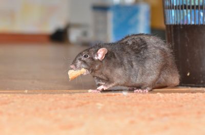 How Mice, Rats, And Rodents Damage Homes And Businesses