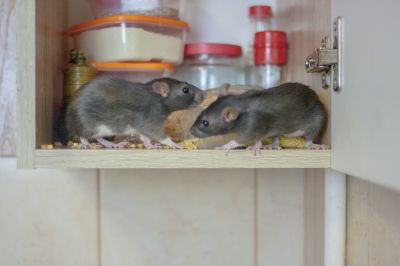 Signs You Have A Mouse, Rat, Or Rodent Infestation