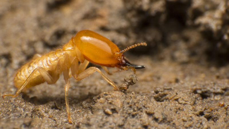 Termite Treatment Service in Katy, TX