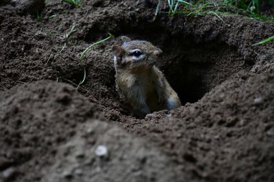 Preventing Future Infestations